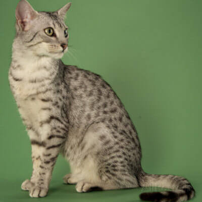 エジプシャンマウ