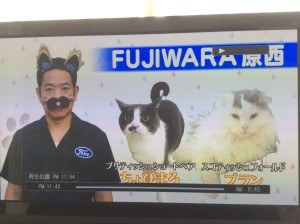 原西の愛猫、ちょびまろ、ブラン