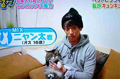 小山慶一郎さんが飼っている猫 ニャン太 の種類と 同じ猫 三毛猫 の飼い方 となりねこ