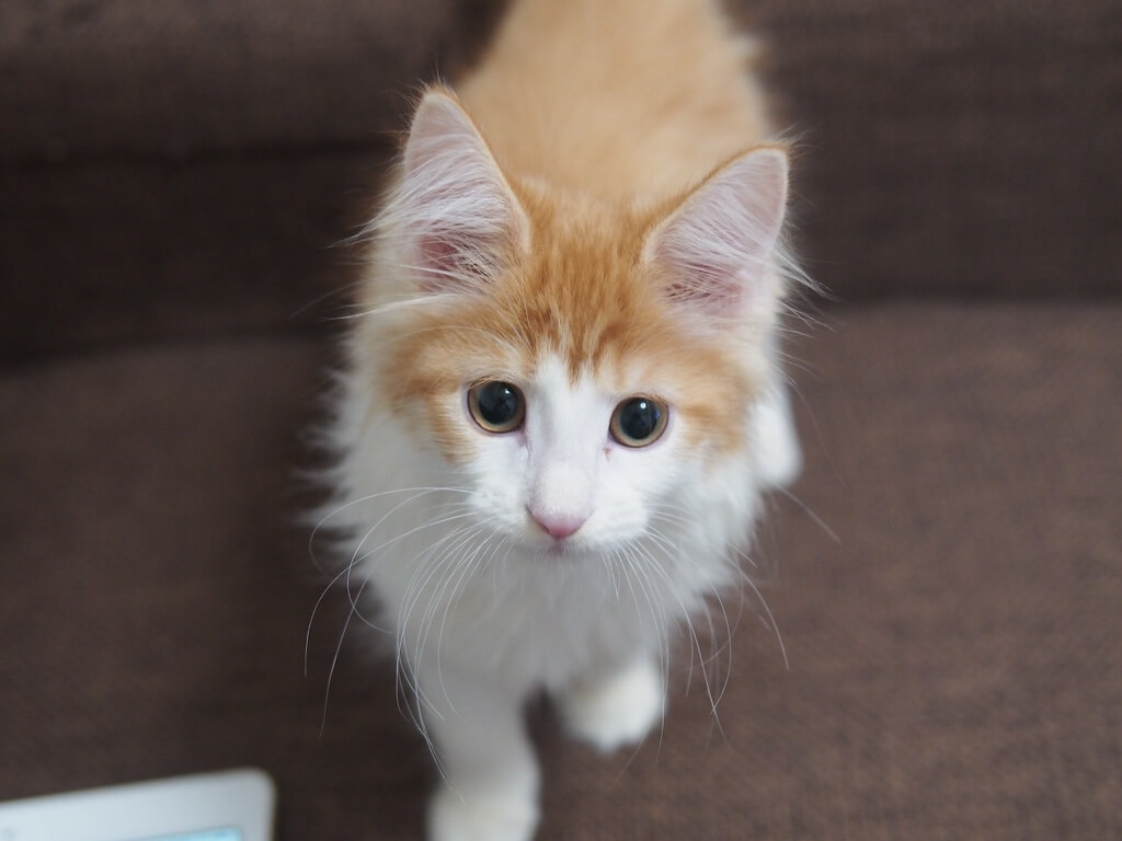 猫図鑑 猫の種類一覧 性格 飼い方 値段相場まとめ となりねこ