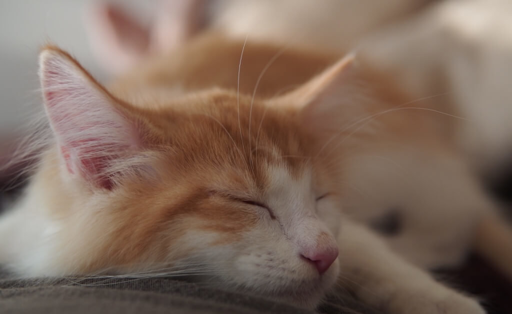 子猫の病気じゃない下痢 軟便の治し方とは となりねこ