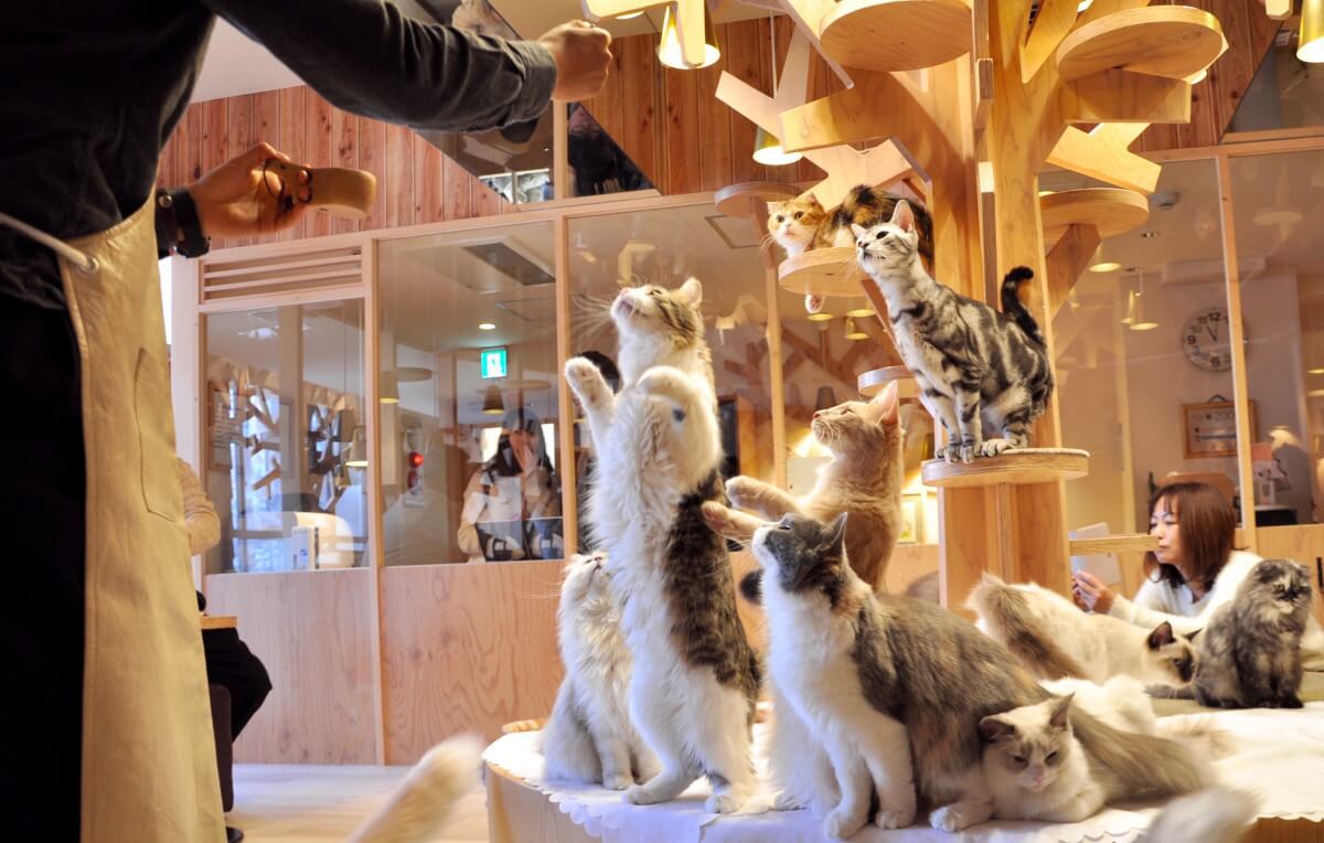 猫に囲まれて働きたい 募集中の東京近郊の猫カフェ 猫関連アルバイト情報まとめ となりねこ