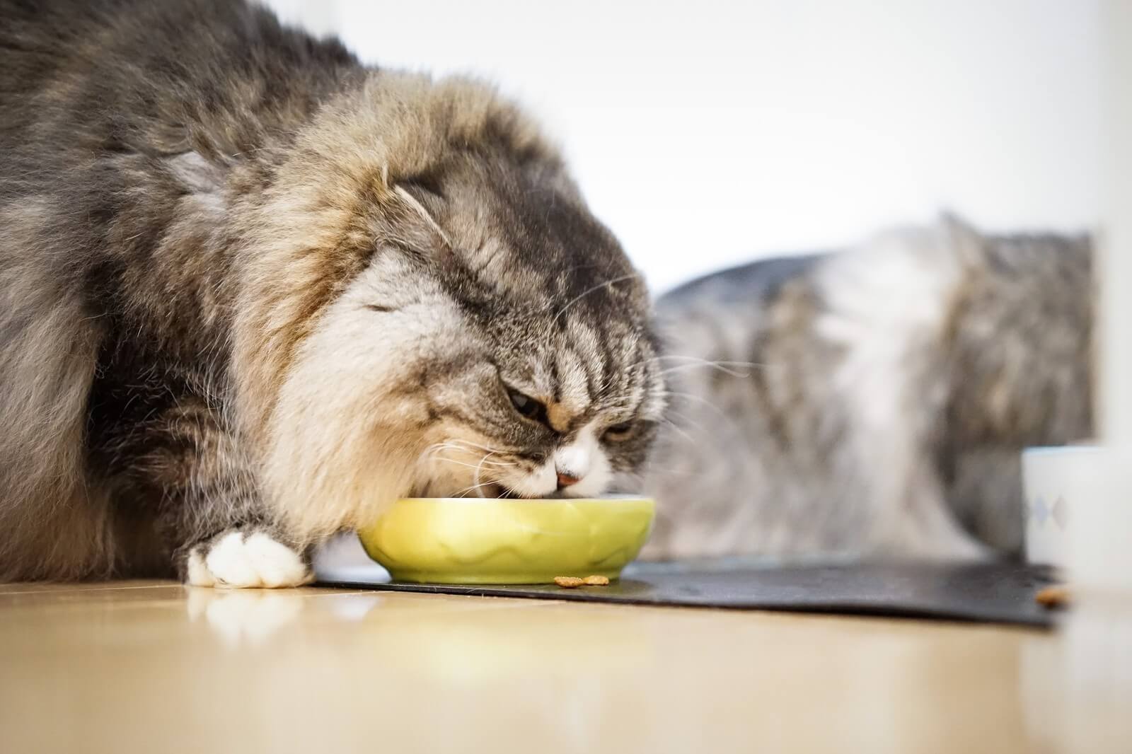 ご飯を食べる猫