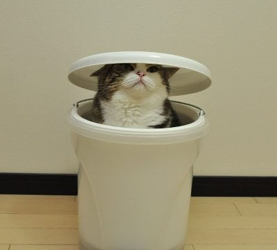 ゴミ箱にハマる猫