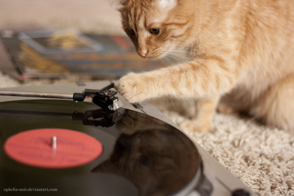 音楽と猫。 | となりねこ