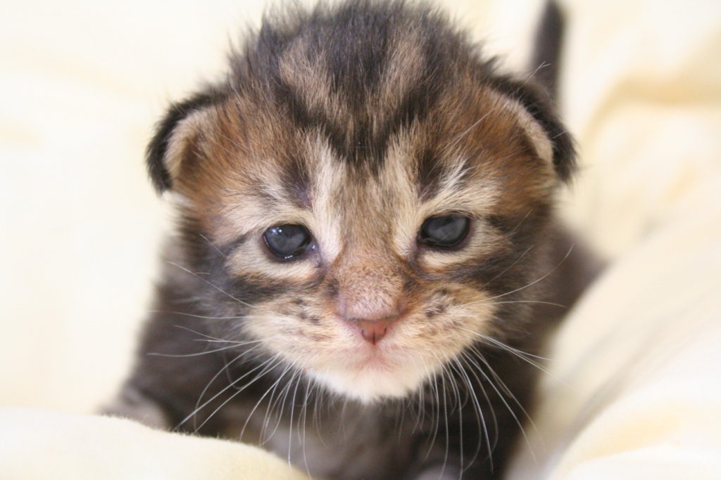 生まれたばかり生後1週間の子猫の育てかた となりねこ 