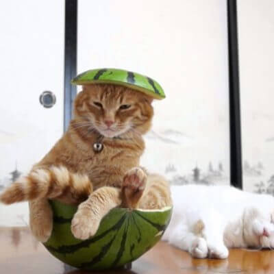 スイカに入る猫