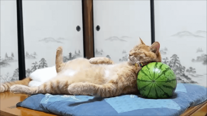 スイカを枕にする猫