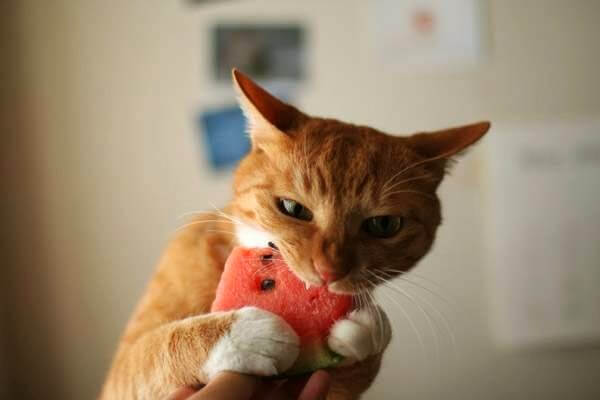 スイカを食べる猫