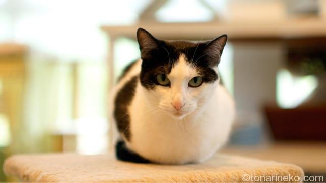 私たちはいくつまで猫を飼えるのでしょう 猫の飼育可能年齢について となりねこ