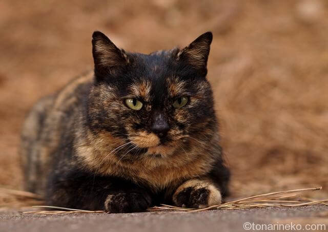 雑種 サビ猫の性格 飼い方 真の猫好きを虜にするイケメン猫 となりねこ