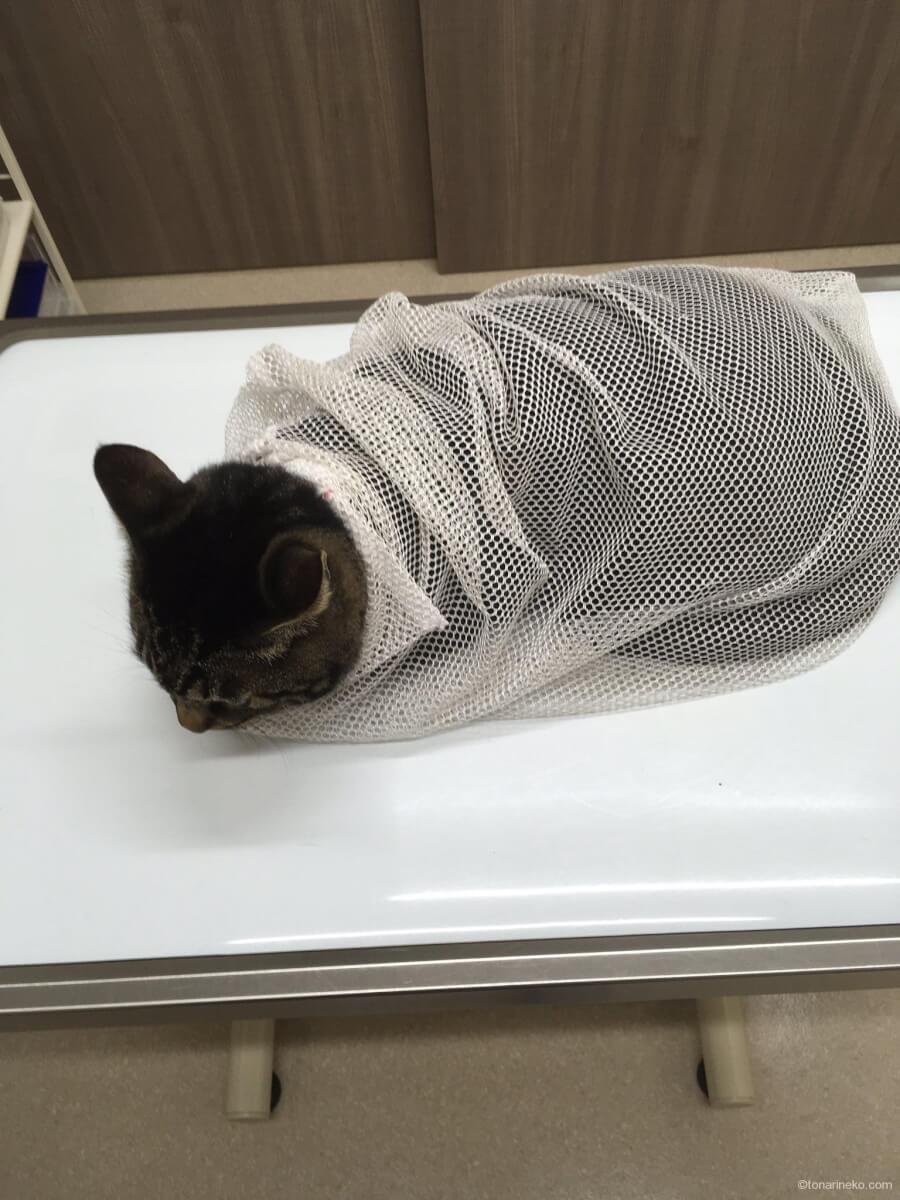 猫と洗濯ネット