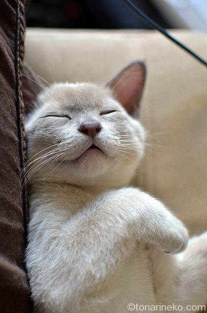 幸せ猫