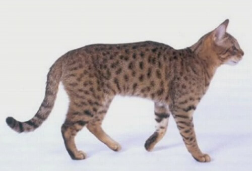 カリフォルニアスパングルドの性格 飼い方 価格相場 動物愛で創られたヒョウ柄猫 となりねこ