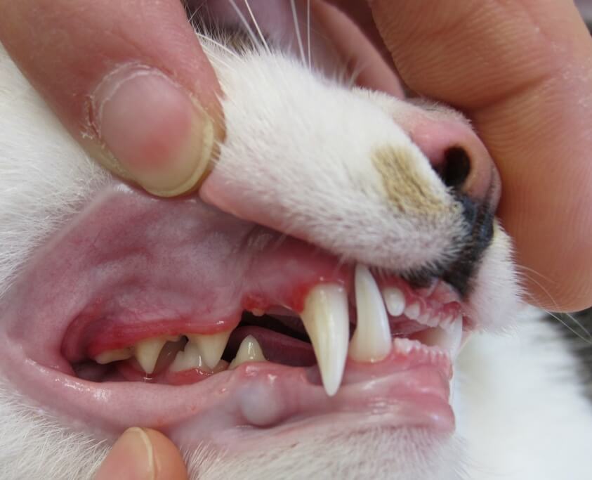 体験談 シニア猫だけじゃない 若猫さんにもしてあげたい歯周病対策とは となりねこ