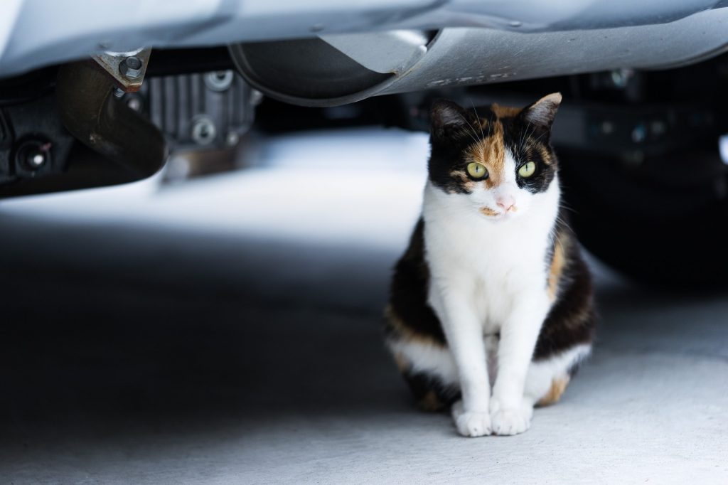 災害時も役立つ 車嫌いの猫を車慣れさせる方法とは となりねこ