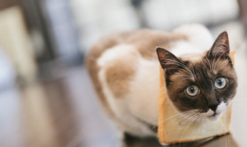 パンに入っちゃった猫