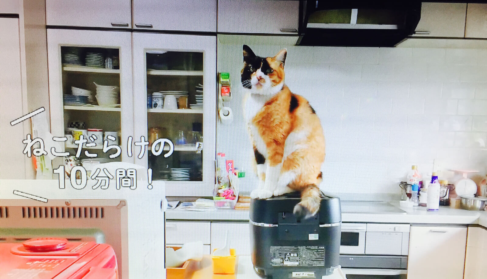 ブチの巻