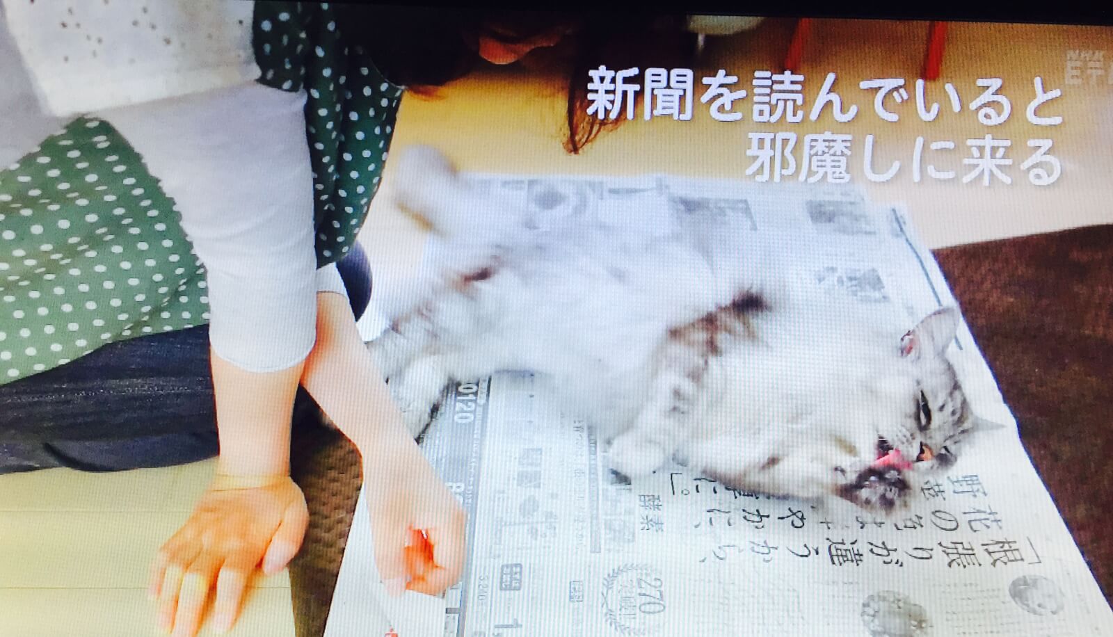 新聞にのってくる猫