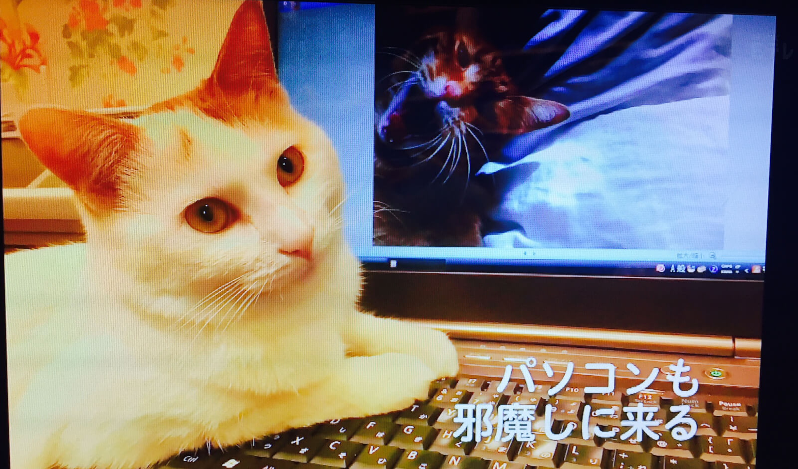 パソコンを邪魔しにくる猫