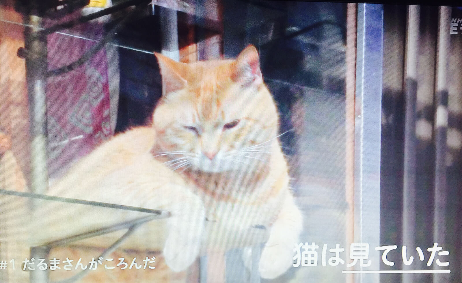 だるまさんがころんだ