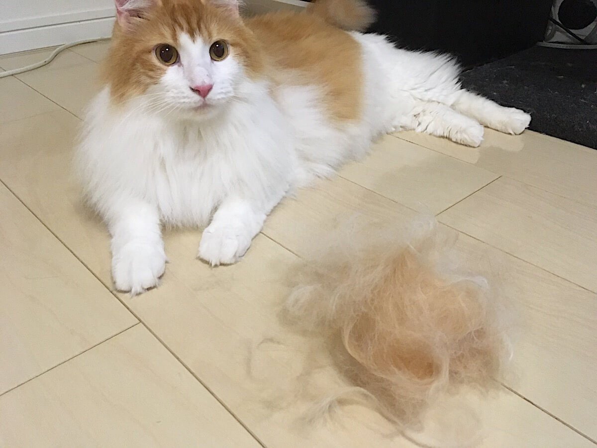毛玉予防にも】猫の抜け毛が気持ち良いくらい取れる！フーリーのブラシ 