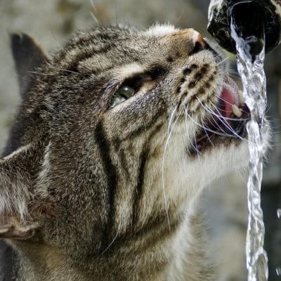 猫の循環式給水機☆導入の利点と注意点！