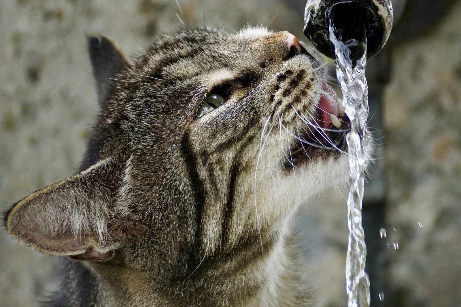 猫の循環式給水機☆導入の利点と注意点！