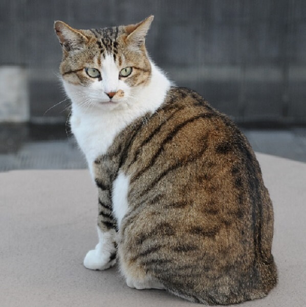 猫は毛色や毛柄によって性格がわかるってホント 和ネコに着目してみました となりねこ