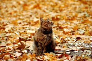 秋の猫