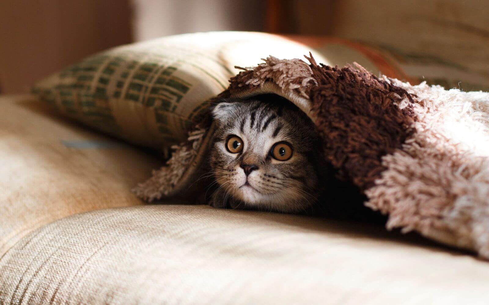 毛布に潜る猫