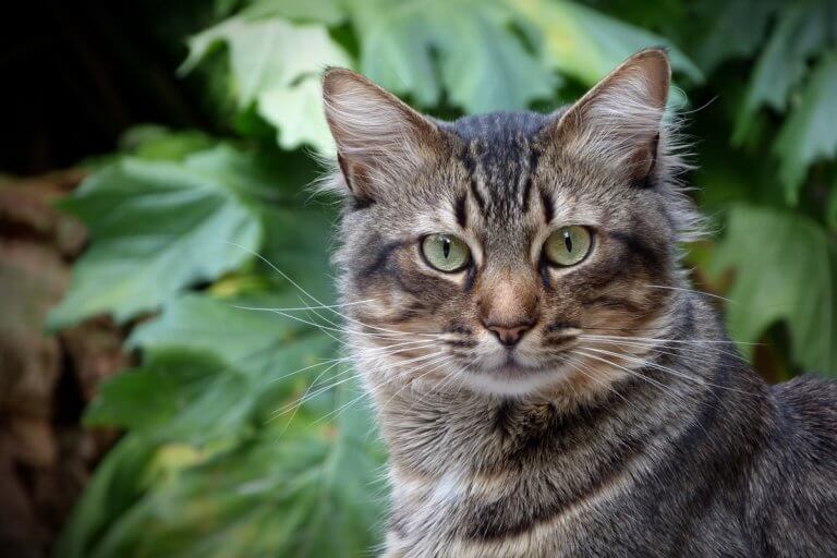 猫 咳 くしゃみ 見分け 方