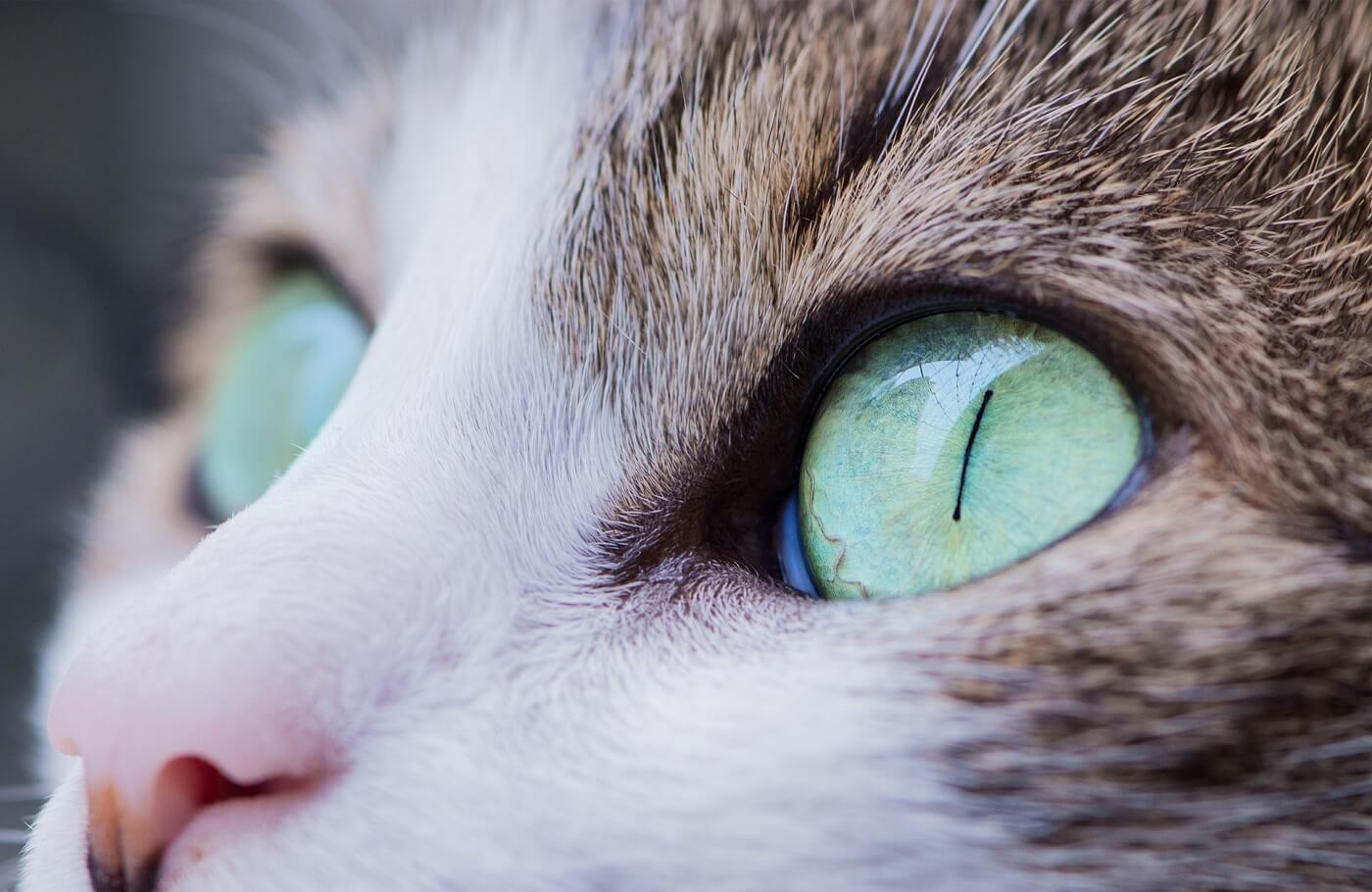 愛猫のために知っておきたい 猫の目の病気について調べてみた となりねこ
