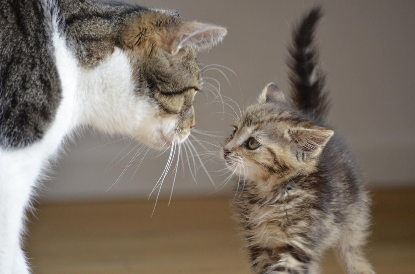 徹底解説 超一流の母性本能を持った母猫の出産と子育てについて となりねこ