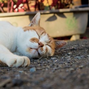 暑い猫