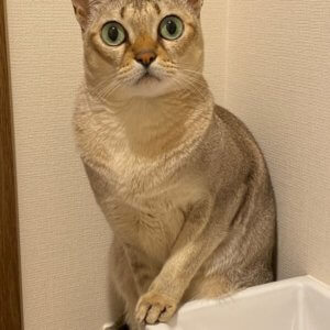 ポンちゃん